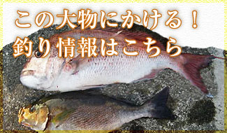 この大物にかける！釣り情報はこちら